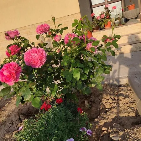 Guest house Pensiunea Camelia 3*