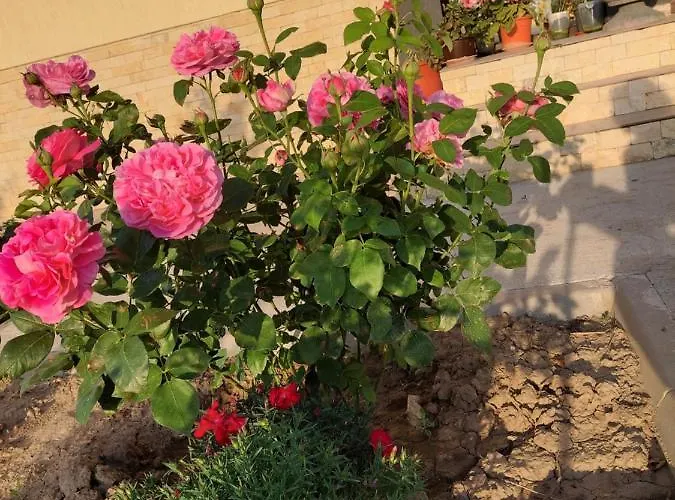 Gasthuis Pensiunea Camelia 3*